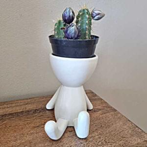 ceramic pot plant, white ceramic pot plant