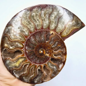 Ammonite