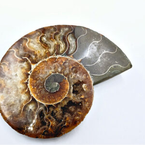 ammonite fossil large, fossilized shell, black with a mixture of brown, roman snail