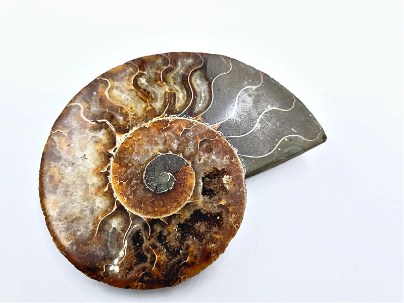 ammonite fossil large, fossilized shell, black with a mixture of brown, roman snail