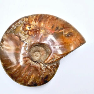 Full large ammonite fossil, fossil, brown, ammonite, polished, all chakras