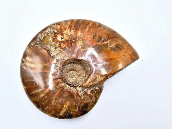 Full large ammonite fossil, fossil, brown, ammonite, polished, all chakras