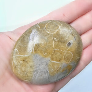 agatized coral palm stone, crystal, yellow grey gem stone