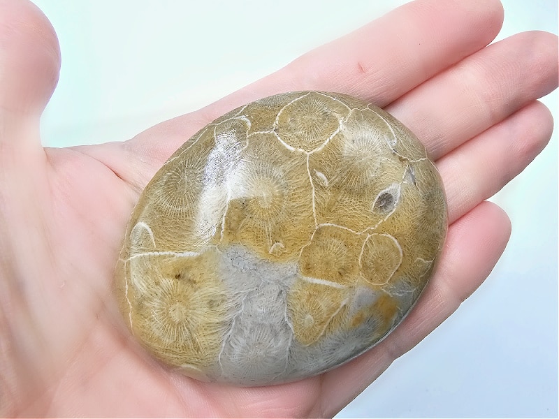 agatized coral palm stone, crystal, yellow grey gem stone