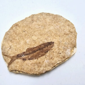 *Fossil Fish Tile A (57g)