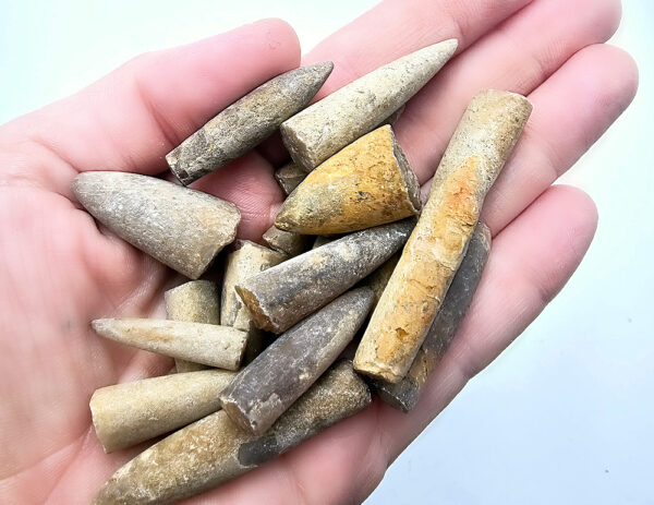 Belemnite Bullet Fossil (2-10g)