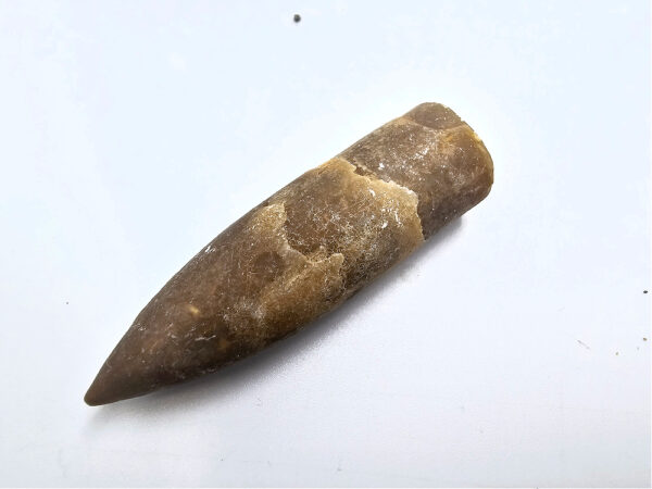 Belemnite Bullet Fossil D (11.2g)