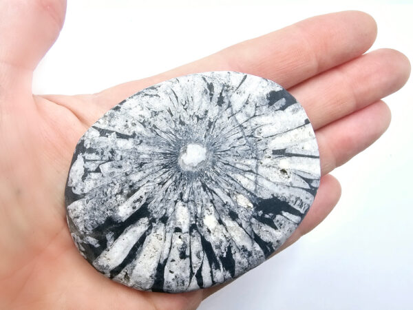 Chrysanthemum Fossil Stone B (94g)