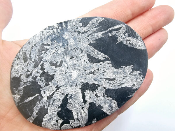 Chrysanthemum Fossil Stone E (99g)