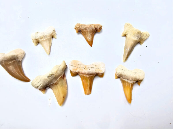 Shark Tooth Fossil (2cm)