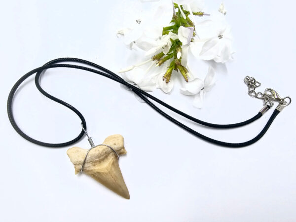 Shark Tooth Necklace - Image 2