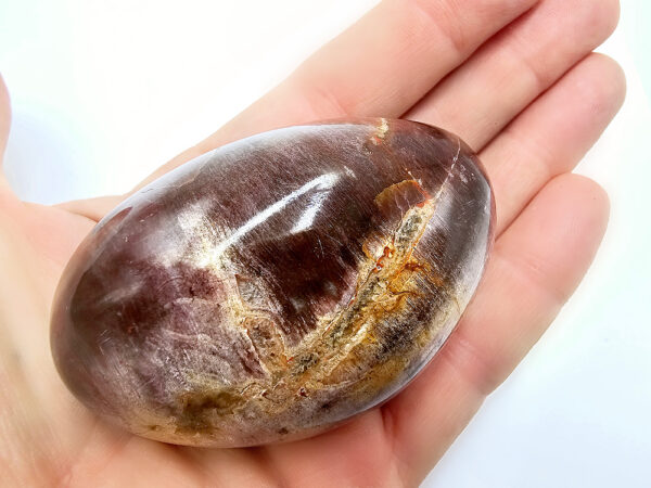 Petrified Wood Palm Stone B (164g)