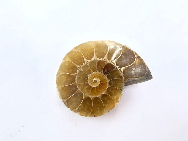 Ammonite Fossil B (10g)