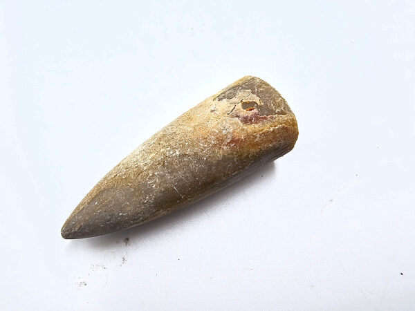 Belemnite Bullet Fossil E (13g)