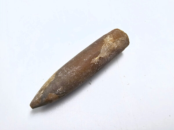 Belemnite Bullet Fossil F (7g)