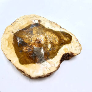 petrified wood slice, wood, fossil