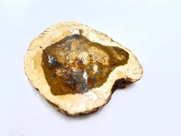 petrified wood slice, wood, fossil