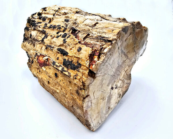 Petrified Wood Log Fossil XXL (9.6kg)