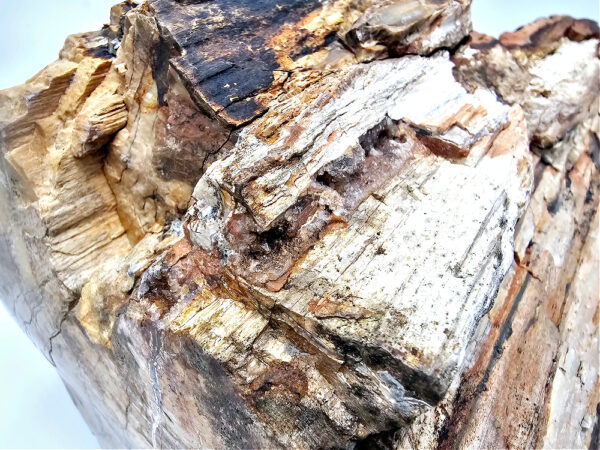 Petrified Wood Log Fossil XXL (9.6kg) - Image 4