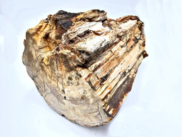 Petrified Wood Log Fossil XXL (9.6kg) - Image 3