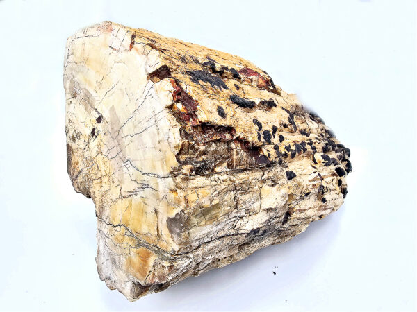 Petrified Wood Log Fossil XXL (9.6kg) - Image 2