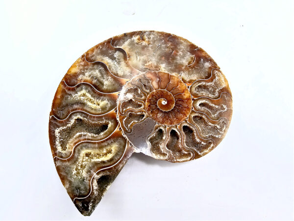 Ammomite fossil large