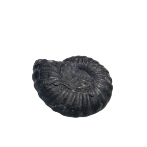 NEW Ammonite Black Mini Fossil