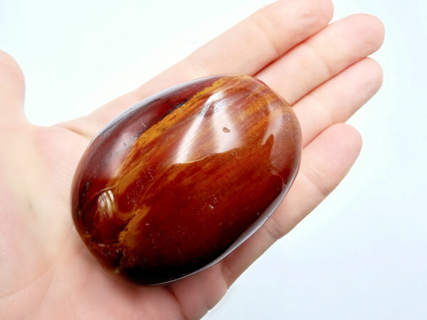 petrified wood palm stone