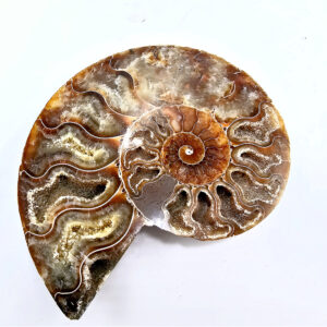 Ammonite Fossil Large A (172g)