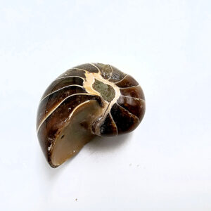 Ammonite Polished Mini (2-3cm)