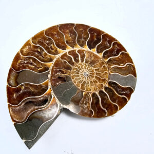 large Ammonite Fossil with pyrite inclusions
