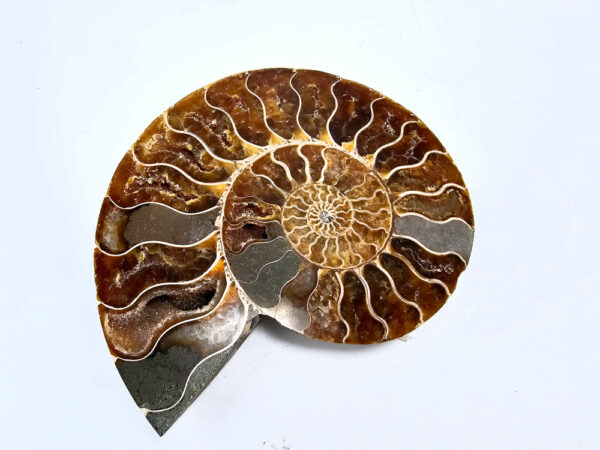 large Ammonite Fossil with pyrite inclusions