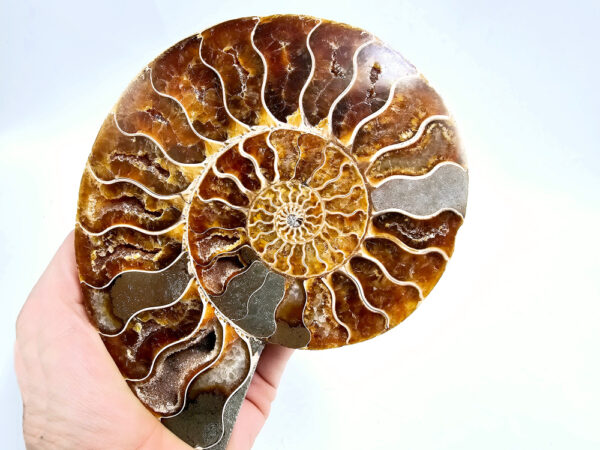 Ammonite Fossil Large B (386g) - Image 2
