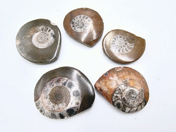 Ammonite Fossil Polished Round (3-4cm) - Image 2