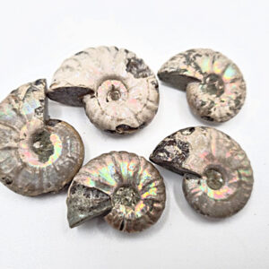 Mini Ammonite Opalized Rough Fossil (Approx 3cm)