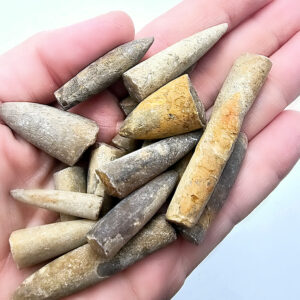 Belemnite Bullet Fossil (2-10g)