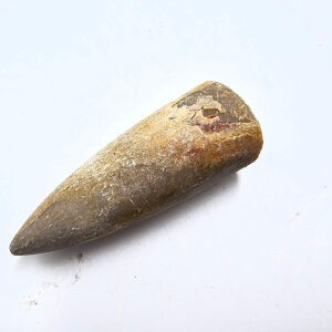 Belemnite Bullet Fossil E (13g)