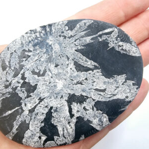 Chrysanthemum Fossil Stone E (99g)