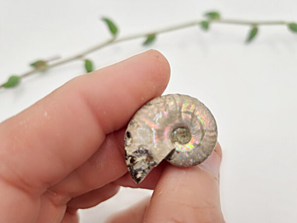 Mini Ammonite Opalized Rough Fossil (Approx 3cm) - Image 2