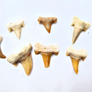 Shark Tooth Fossil (2cm)