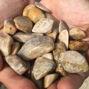 Agatized Coral Tumbled Stones