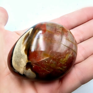 Petrified wood palm stone