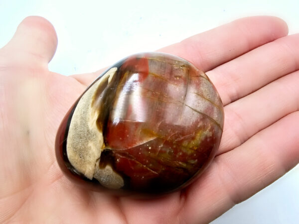 Petrified wood palm stone