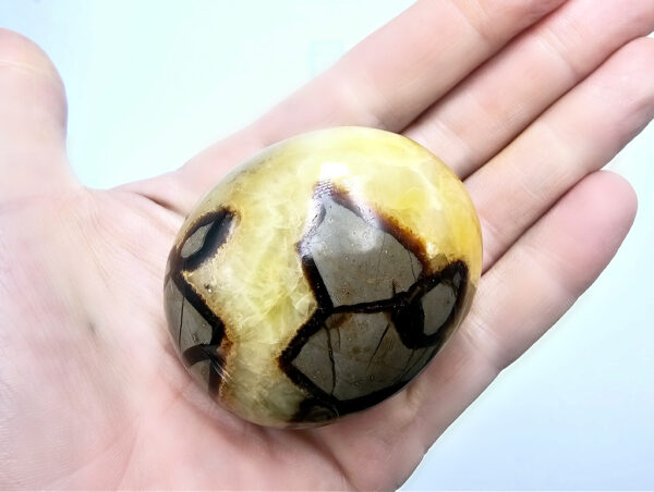 Septarian palm stone