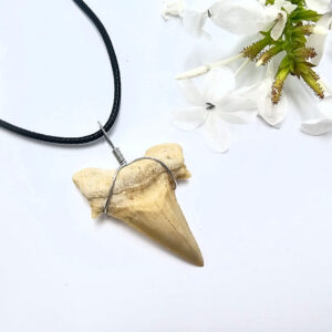 Shark Tooth Necklace