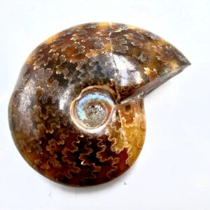 Whole polished Ammonite