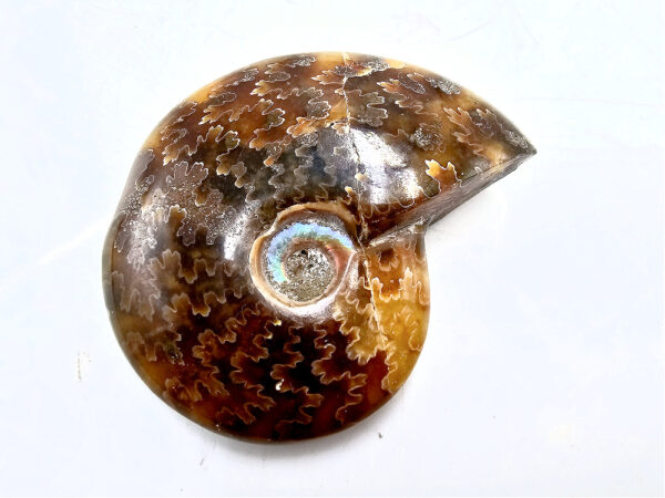 Whole polished Ammonite