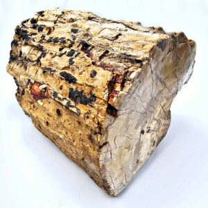 *Petrified Wood Log Fossil XXL (9.6kg)