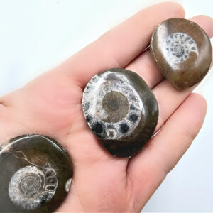 Ammonite Fossil Round