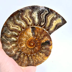 Ammonite Fossil large